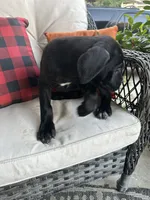 Layla , a female Cane Corso for sale in Louisville, KY – 7 of 7