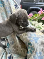 Girl # 3 , a female Cane Corso for sale in Louisville, KY – 2 of 10