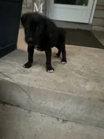 Boy #3 updated , a male Cane Corso for sale in Louisville, KY – 5 of 10