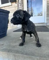 Girl #1 , a female Boxer and Cane Corso for sale in Louisville, KY – Photo 3 of 6