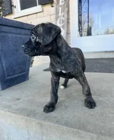 Girl #1 , a female Boxer and Cane Corso for sale in Louisville, KY – Photo 5 of 6