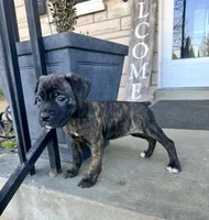 Girl #1 , a female Boxer and Cane Corso for sale in Louisville, KY – Photo 2 of 6