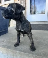 Girl #1 , a female Boxer and Cane Corso for sale in Louisville, KY – Photo 4 of 6