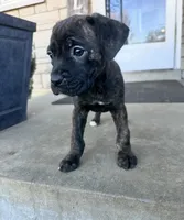 Girl #1 , a female Boxer and Cane Corso for sale in Louisville, KY – Photo 1 of 6