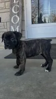 Girl #1 , a female Boxer and Cane Corso for sale in Louisville, KY – Photo 6 of 6