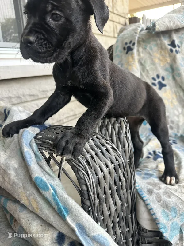 Girl # 4  – Cane Corso puppy for sale in Louisville, KY