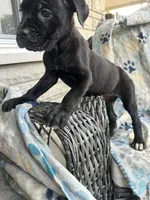 Girl # 4 , a female Cane Corso for sale in Louisville, KY – 1 of 10