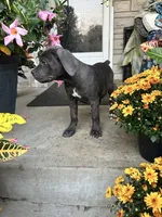 Sadie - Cane Corso , a female Cane Corso for sale in Louisville, KY – 9 of 10