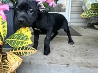 Lola , a female Cane Corso for sale in Louisville, KY – 2 of 10