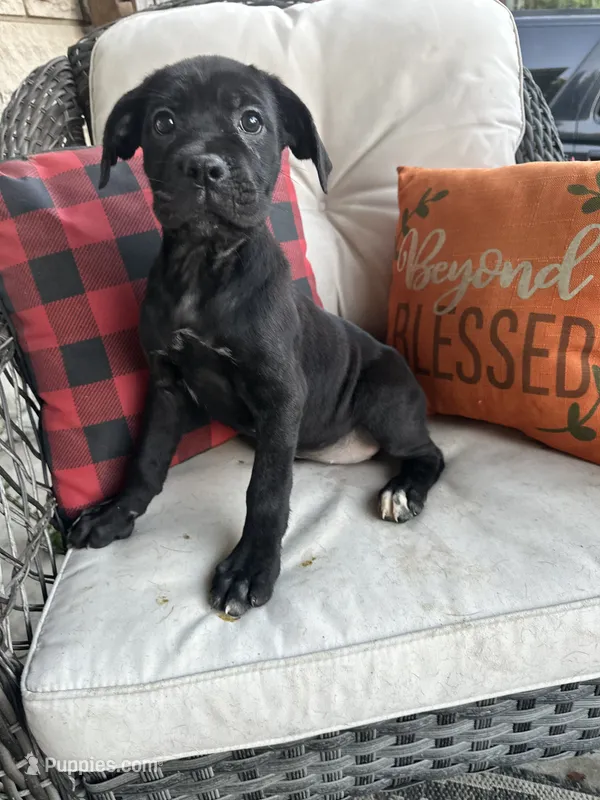 Lola  – Cane Corso puppy for sale in Louisville, KY