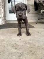 Boy #1 updated , a male Cane Corso for sale in Louisville, KY – 2 of 10
