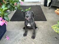 Sadie , a female Cane Corso for sale in Louisville, KY – 6 of 9