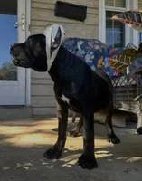 Layla * ears cropped.*, a female Cane Corso for sale in Louisville, KY – 2 of 10
