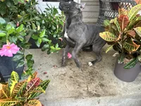 Sadie *champion Pedigree*, a female Cane Corso for sale in Louisville, KY – 3 of 10