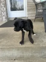 Female Pup , a female Boxer and Cane Corso for sale in Louisville, KY – Photo 3 of 9