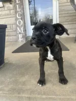 Female Pup , a female Boxer and Cane Corso for sale in Louisville, KY – Photo 2 of 9