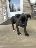 Female Pup , a female Boxer and Cane Corso for sale in Louisville, KY – Photo 7 of 9