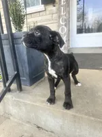 Female Pup , a female Boxer and Cane Corso for sale in Louisville, KY – Photo 6 of 9
