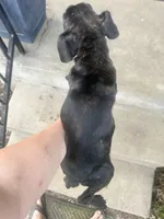 Female Pup , a female Boxer and Cane Corso for sale in Louisville, KY – Photo 5 of 9