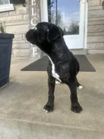 Female Pup , a female Boxer and Cane Corso for sale in Louisville, KY – Photo 8 of 9