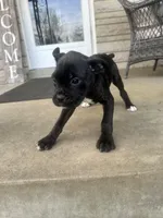 Female Pup , a female Boxer and Cane Corso for sale in Louisville, KY – Photo 9 of 9
