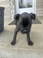 Female Pup , a female Boxer and Cane Corso for sale in Louisville, KY – Photo 4 of 9