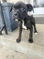 Female Pup , a female Boxer and Cane Corso for sale in Louisville, KY – Photo 1 of 9