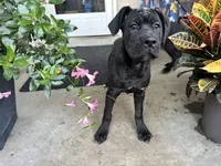 Lola , a male Cane Corso for sale in Louisville, KY – 5 of 8