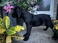 Layla - Cane Corso , a female Cane Corso for sale in Louisville, KY – 5 of 9