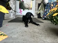 Max - Cane Corso , a female Cane Corso for sale in Louisville, KY – 4 of 7