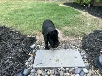 Lola , a female Cane Corso for sale in Louisville, KY – 10 of 10