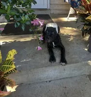 Max * ears cropped *, a male Cane Corso for sale in Louisville, KY – 7 of 8