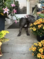Sadie - Cane Corso , a female Cane Corso for sale in Louisville, KY – 7 of 10