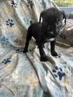 Girl # 2 , a female Cane Corso for sale in Louisville, KY – 7 of 7