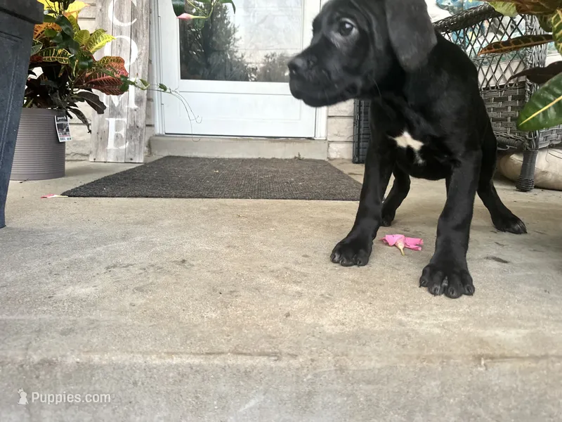 Layla  – Cane Corso puppy for sale in Louisville, KY