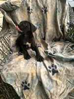 girl # 4 updated, a female Cane Corso for sale in Louisville, KY – 4 of 10