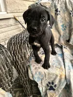girl # 4 updated, a female Cane Corso for sale in Louisville, KY – 3 of 10