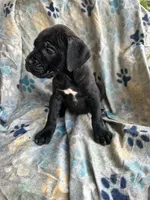 Girl # 1, a female Cane Corso for sale in Louisville, KY – 9 of 10