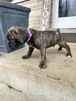 Purple - Boy , a male Boxer and Cane Corso for sale in Louisville, KY – Photo 9 of 10