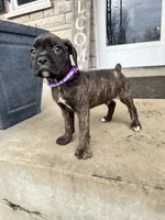 Purple - Boy , a male Boxer and Cane Corso for sale in Louisville, KY – Photo 6 of 10