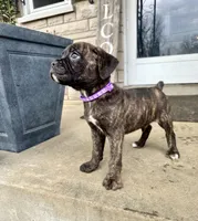 Purple - Boy , a male Boxer and Cane Corso for sale in Louisville, KY – Photo 5 of 10