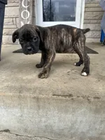 Purple - Boy , a male Boxer and Cane Corso for sale in Louisville, KY – Photo 8 of 10