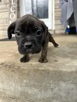 Purple - Boy , a male Boxer and Cane Corso for sale in Louisville, KY – Photo 3 of 10