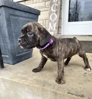 Purple - Boy , a male Boxer and Cane Corso for sale in Louisville, KY – Photo 1 of 10