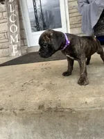 Purple - Boy , a male Boxer and Cane Corso for sale in Louisville, KY – Photo 7 of 10