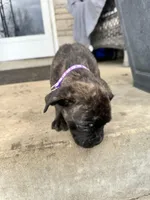 Purple - Boy , a male Boxer and Cane Corso for sale in Louisville, KY – Photo 2 of 10