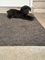 Girl #2 updated, a female Cane Corso for sale in Louisville, KY – 9 of 10