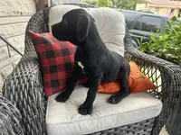 Stella , a female Cane Corso for sale in Louisville, KY – 1 of 7