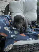 Boy #1, a male Cane Corso for sale in Louisville, KY – 2 of 10
