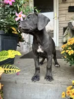 Sadie - Cane Corso , a female Cane Corso for sale in Louisville, KY – 10 of 10